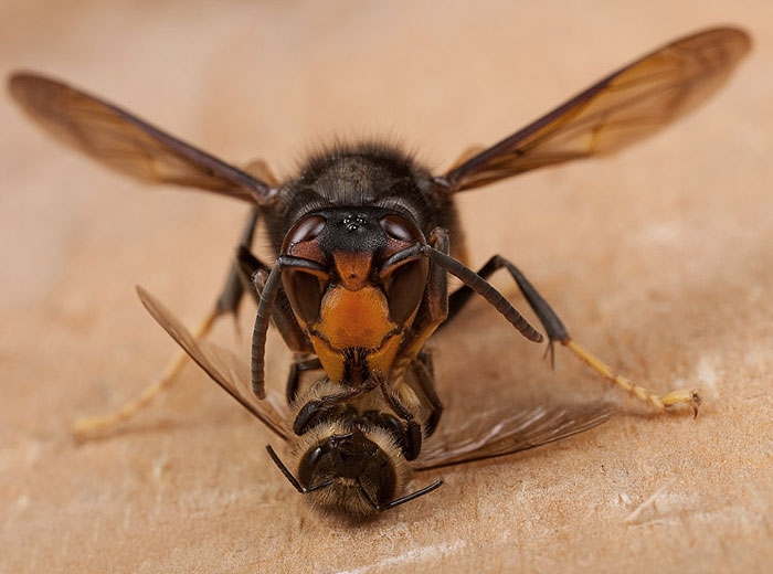 Frelon asiatique à pattes jaunes adulte ayant immobilisé une abeille afin de la dévorer.  (<i>Vespa velutina</i>)