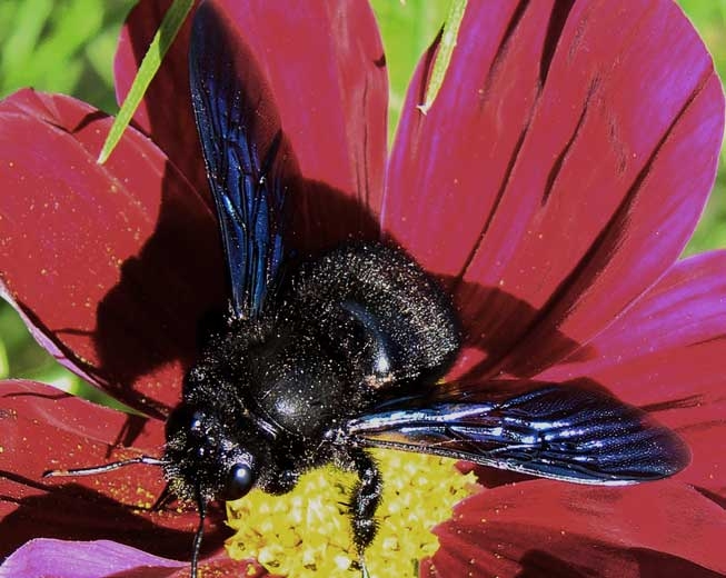 Adulte d'abeille charpentière (<i>Xylocarpa-violacea</i> (VASSIL - Wikipedia) 