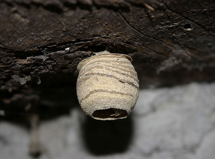 Un nid primaire de <i>Vespa crabo</i> (frelon européen) ( Keran JACQUIN - insectes.org)