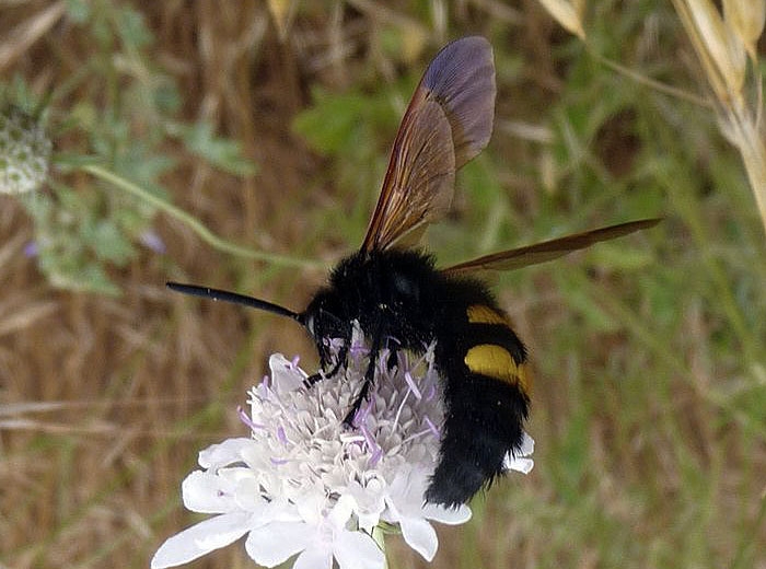 Scolie sur une fleur  (<i>Megascolia maculata</i>) (Jean-Claude MALAVAL - insectes.org)
