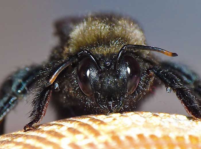 Abeille charpentière (<i>Xylocarpa-violacea</i>) (Brigitte ULMER - insectes.org)