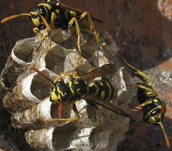Détail d'un nid de guêpes polistes (<i>Polistes</i> sp.) (Jérémie FEVRIER - insectes.org)