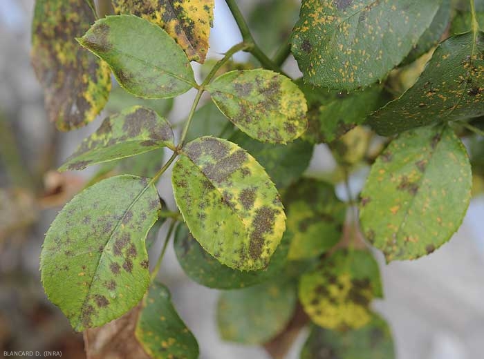 Taches du rosier : identifier et traiter les taches sur les feuilles