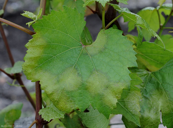 Cette feuille de vigne présente plusieurs larges taches de mildiou ; elles sont circulaires, chlorotiques, et encore huileuses en périphérie.
