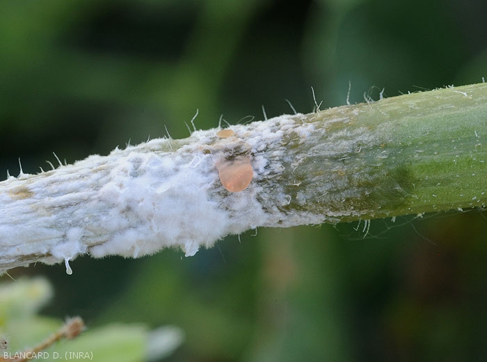 Lésion humide ceinturant la tige d'un pied de melon. Notez la présence du caractéristique mycélium blanc du champignon et d'un exsudat gommeux couleur saumon à orangé. (<i>Sclerotinia sclerotiorum</i>)