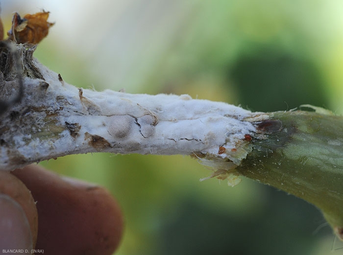 Lésion humide ceinturant la tige d'un pied de melon. Notez la présence du mycélium blanc du champignon et de quelques ébauches de sclérotes. <i><b>Sclerotinia sclerotiorum</b></i>. (sclérotiniose)