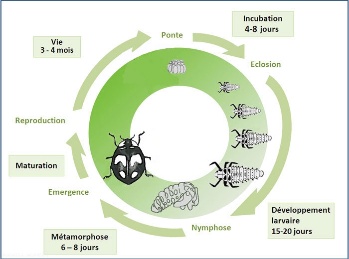 Biocontrol Cycle conditions de d veloppement