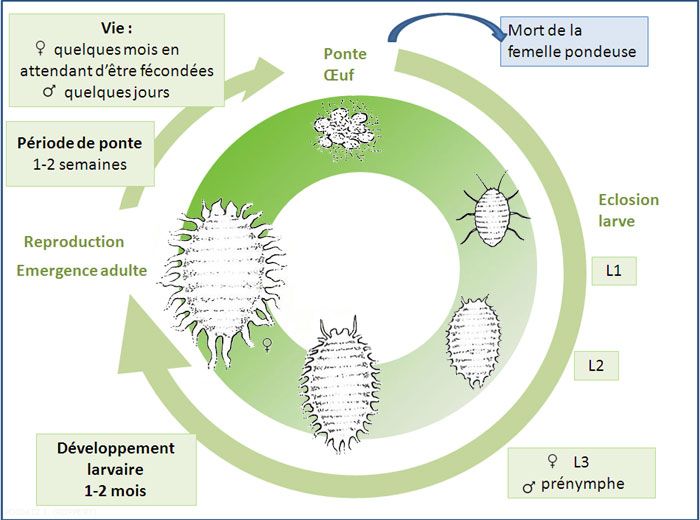 Cochenille farineuse : d'où viennent-elles et que faire ?