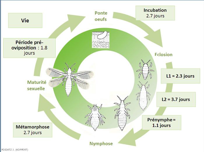 Lutter durablement contre les thrips - biocontrôle