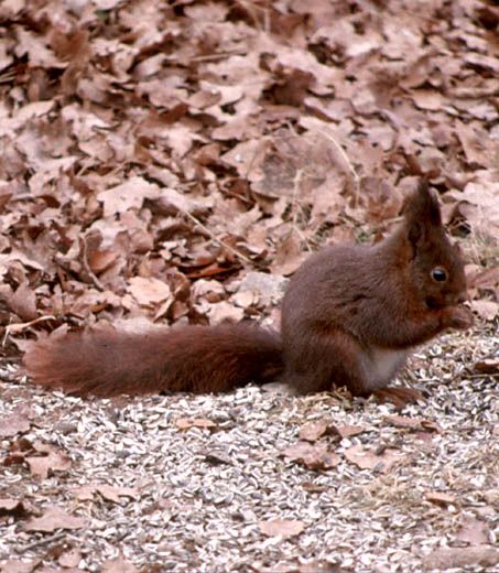 Prise D'écureuil Rouge Un écrou Dans Les Pattes Et Les Essais Pour Le  Dédoubler Se Reposant Sur Un Tronc D'un Arbre Photo stock - Image du  mignon, pelucheux: 94019284