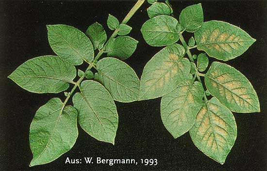 Feuille de pomme de terre présentant une chlorose internervaire en raison d'une carence en magnésium (à droite), feuille sans symptôme (à gauche)