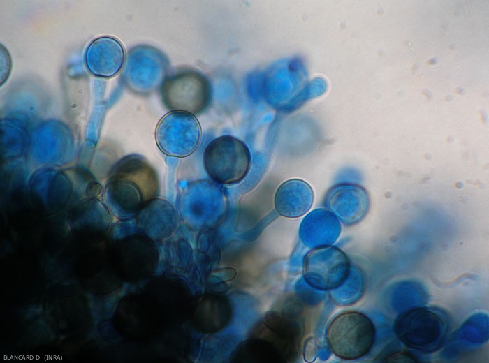 Chalaropsis-chlamydospores