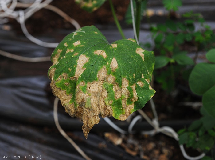 Des motifs concentriques sont visibles par endroits sur cette feuille de concombre aux lésions évoluées.  <i>Corynespora cassiicola</i> (corynesporiose)