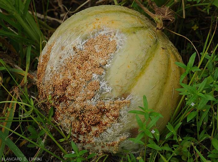 Pourriture à <i>Sclerotium rolfsii</i>) sur un fruit de melon ; celle-ci s'est initiée sur la partie du fruit au contact du sol st remonte maintenant. Du mycélium et de nombreux sclérotes du champignon couvrent superficiellement la large lésion.