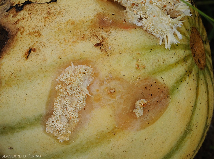 Lésion débutante sur fruit de melon. Les tissus altérés et humides prennent une teinte marron. Du mycélium et de jeunes sclérotes se forment  déjà superficiellement. (<i>Sclerotium rolfsii</i>)