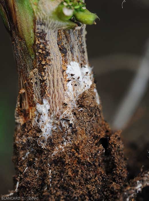 Sur cette lésion humide ceinturant ce pied de piment, des palmettes mycéliennes blanches se développent superficiellement.  (<i>Sclerotium rolfsii</i>)