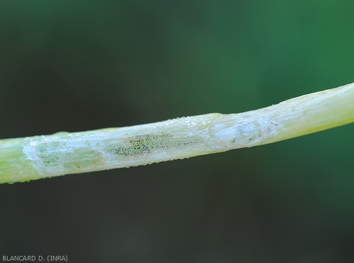 <i><b>Choanephora cucurbitarum</b></i> est aussi capable de s'installer et de sporuler sur tout tissus foliaire lésé.  (pourriture à Choanephora)