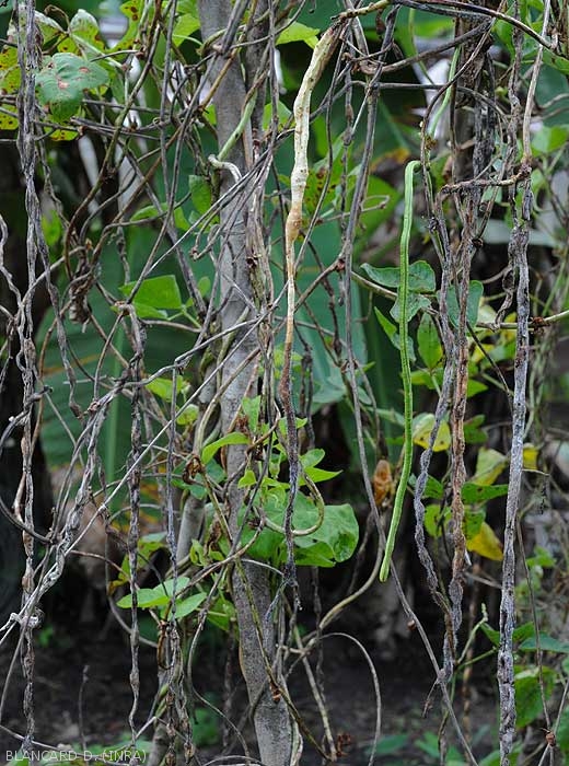 Gousse de haricot envahit par <i><b>Choanephora cucurbitarum</b></i>. Remarquez les nombreuses structures en "tête" d'épingle. (pourriture à Choanephora)