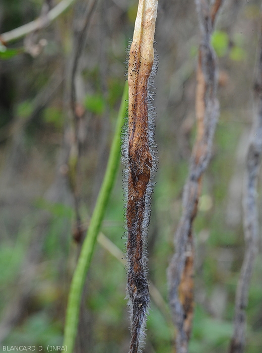 Gousse de haricot partielle pourrie et envahie par <i><b>Choanephora cucurbitarum</b></i>. (pourriture à Choanephora)