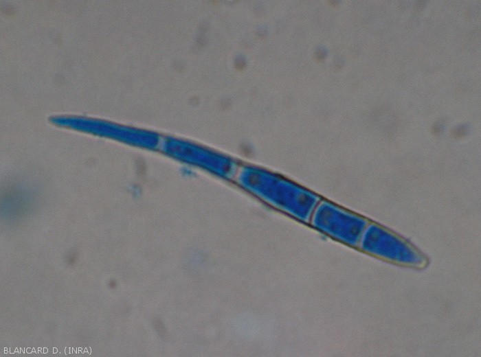 Conidie de <i>Cercospora abelmoschi</i>, noter qu'elle est lisse, plutôt cylindrique et légèrement incurvées (25-95 × 2,5-7 μm) (cercosporiose) 
