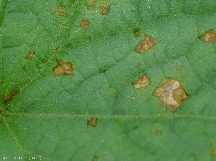 Détails de lésions foliaires observées à la face supérieure du limbe sur concombre. Les tissus sont plus graisseux à la périphérie des taches.. <i>Corynespora cassiicola</i> (corynesporiose)