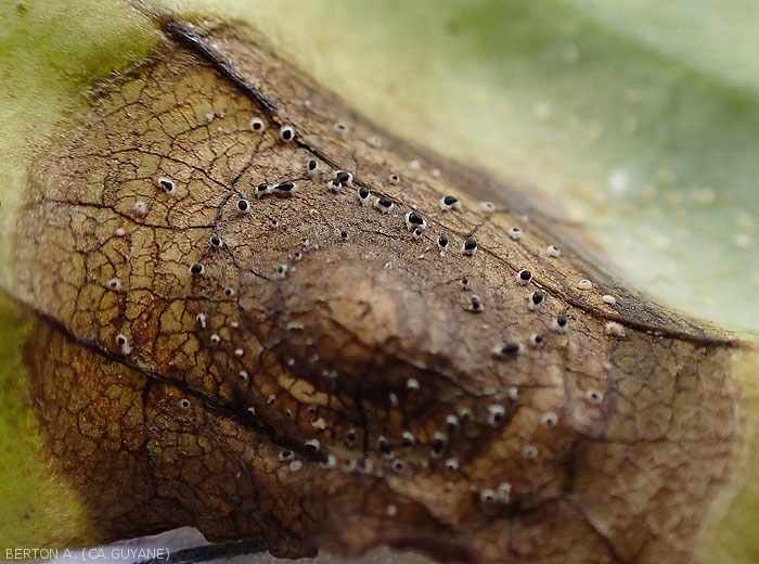 Sur cette tache évoluée à la face supérieure du limbe, les sporodochies sont plus nombreuses. Les conidies en masse constituent la partie supérieure et noire des sporodochies. (<i>Myrothecium roridum</i>)