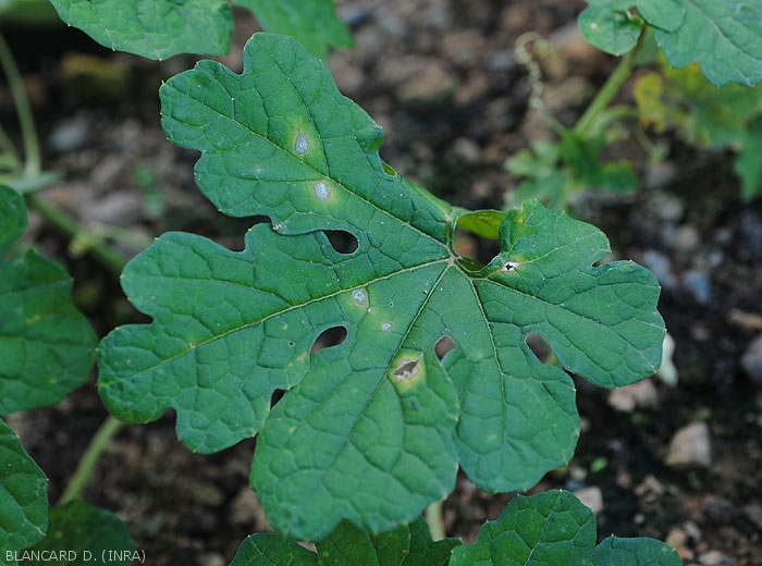 Aspect de lésions provoquées par <i>Myrothecium roridum</i> sur feuille de concombre amer (<i>Momordica charantia</i>)