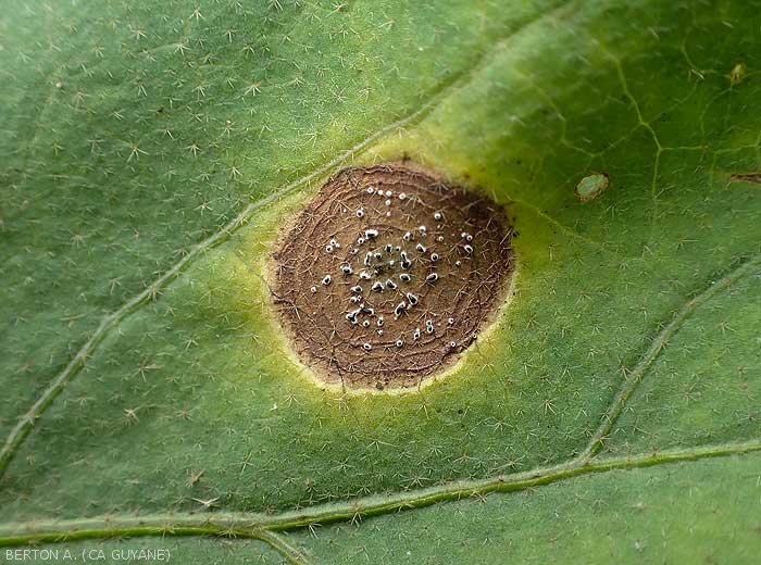Détail d'une lésion sur feuille d'aubergine induite par. <i>Myrothecium roridum</i>. Notez la présence de nombreux petits coussinets noirâtres persillant  les tissus nécrosés. Ces structures signent le parasitisme de ce champignon.