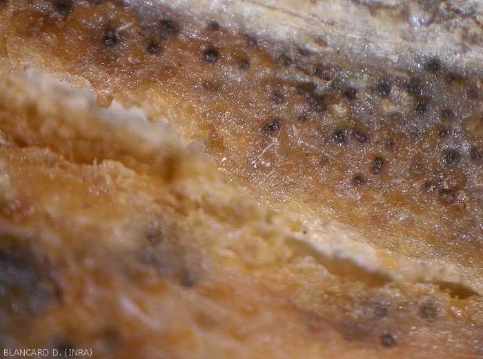 Fructifications de  <i>Didymella bryoniae</i> observées à la loupe binoculaire ; elles sont plus ou moins mélanisées et donc de couleur brun sombre à noire. (chancres gommeux sur tige, gummy stem blight)