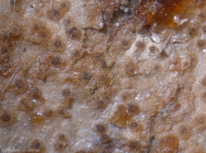 Fructifications de  <i>Didymella bryoniae</i> observées à la loupe binoculaire ; elles commencent à se mélaniser. (chancres gommeux sur tige, gummy stem blight)