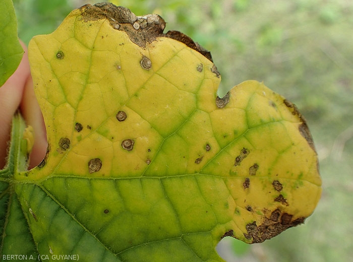 Quelques taches bien délimité de cercosporiose sont visibles sur feuille de sorossi plus ou moins chlorotique (<i>Momordica charantia</i>). Elles montrent des motifs bruns concentriques. (<i>Cercospora citrullina</i>)