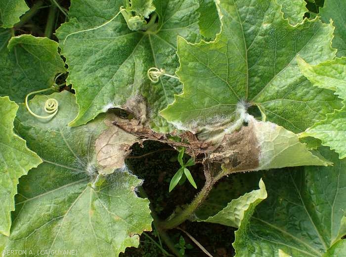 Plusieurs feuilles en contact de courge cireuse (<i>Benincasa hispida</i>) sont attaquées par <i>Rhizoctinia solani</i>. Des secteurs du limbe poussent et se nécrosent rapidement et sont couverts partiellement par du mycélium.  (Rhizoctone foliaire - web-blight)