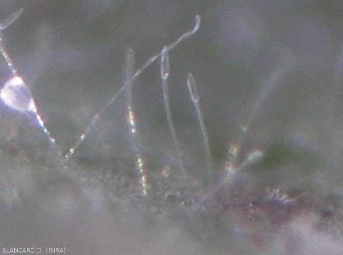 Conidiophores et conidies de <b><i>Leveillula taurica</i></b> observés à la loupe binoculaire. Oïdium (powdery mildew)