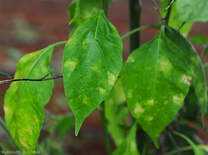 Des taches chlorotiques, parfois angulaires, se sont formées sur ces feuilles de poivron. <b><i>Leveillula taurica</i></b> (oïdium interne, powdery mildew)