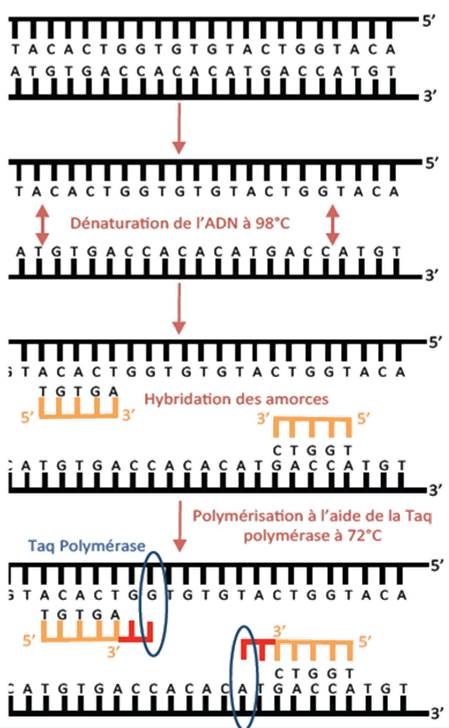 PCR en microbiologie : de l'amplification de l'ADN à l'interprétation du  résultat