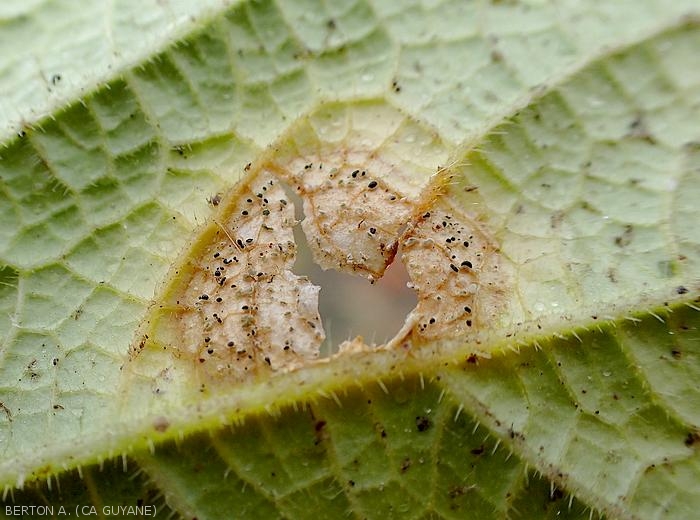 Des sporodochies peuvent aussi se former à la face inférieure du limbe. (<i>Myrothecium roridum</i>)