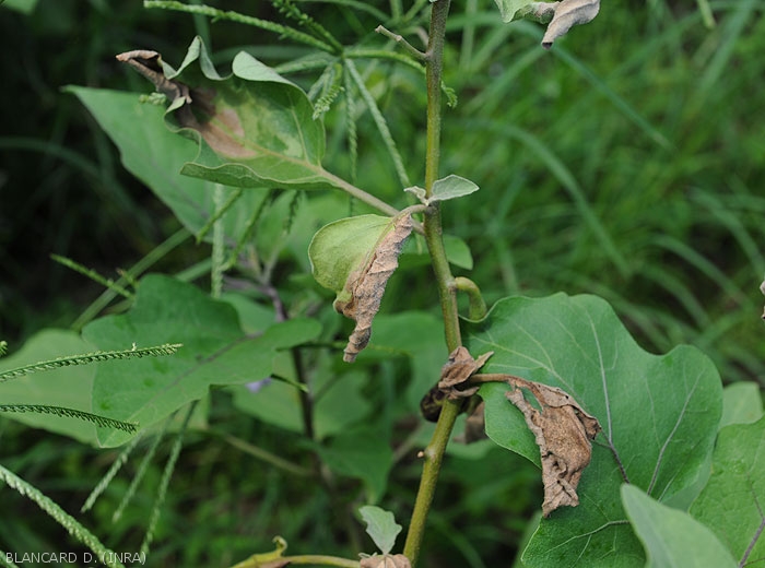 Plusieurs feuilles d'aubergine montrent des flétrissements sectoriels plus ou moins évolués, caractéristique d'une maladie affectant les vaisseaux. <b><i>Ralstonia solanacearum</i></b> (flétrissement bactérien, bacterial wilt).