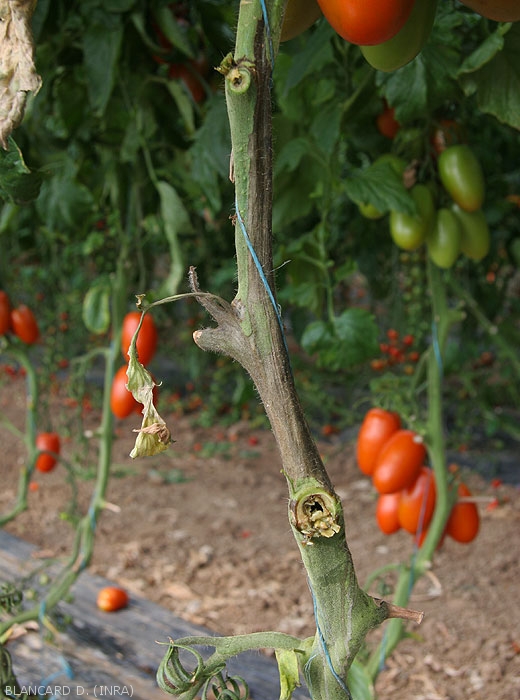 Une lésion noirâtre ceinture localement sur plusieurs centimètres la tige de ce pied de tomate. <b><i>Pectobacterium carotovorum</i></b>