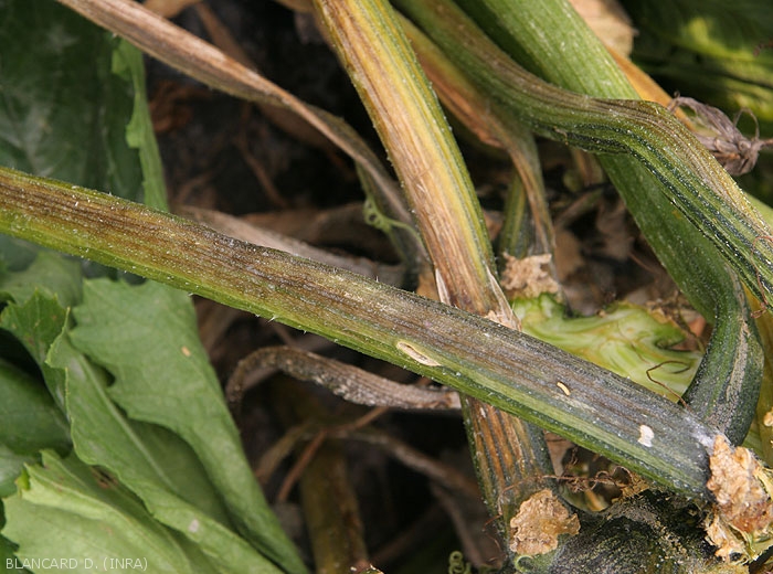 De nombreux pétioles de feuilles de courgette sont affectés par  <b><i>Pectobacterium carotovorum</i> subsp. <i>carotovorum</i></b>. ils présentent des lésions longitudinales beiges à brun noirâtre sur plusieurs centimètres. (pourriture bactérienne)