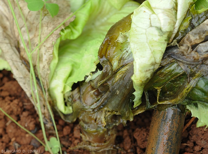 la partie basale de cette salade, collet et feuilles basses,  est entièrement pourrie. les tissus sont humides et montrent une coloration sombre à noire assez caractéristique. <b><i>Pectobacterium carotovorum</i> subsp. <i>carotovorum</i></b> (pourriture bactérienne)