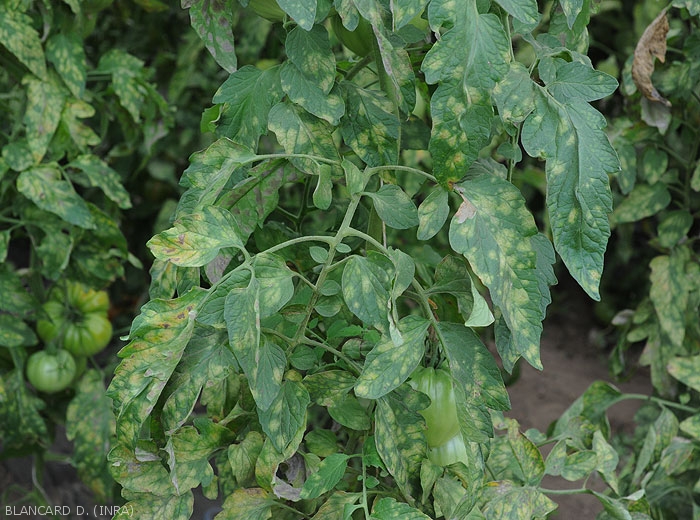 De nombreuses folioles et feuilles de tomate sont couvertes de taches plus ou moins chlorotiques. <i><b>Passalora fulva</b></i> (<i>Mycovellosiella fulva</i> ou <i>Fulvia fulva</i>) (cladosporiose, leaf mold)