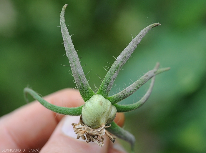  <i><b>Passalora fulva</b></i> colonise parfois les sépales des fruits, les couvrant de ses fructifications. (<i>Mycovellosiella fulva</i> ou <i>Fulvia fulva</i>) (cladosporiose, leaf mold)