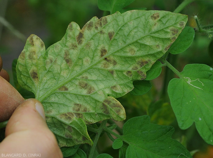 Les taches diffuses et jaunâtres située sous le limbe révèlent la présence d'un velouté brun olivâtre superficiel.  <i><b>Passalora fulva</b></i> (<i>Mycovellosiella fulva</i> ou <i>Fulvia fulva</i>) (cladosporiose, leaf mold)