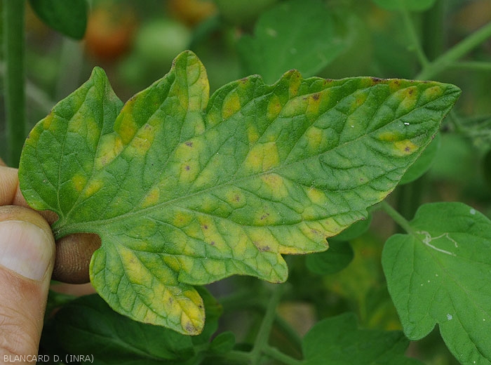 Certaines taches présentes sur le limbe de cette foliole de tomate sont jaunâtres et parfois partiellement délimitées par le nervures ; certaines commencent à se nécroser. <i><b>Passalora fulva</b></i> (<i>Mycovellosiella fulva</i> ou <i>Fulvia fulva</i>) (cladosporiose, leaf mold)