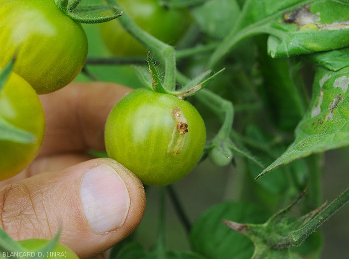 Dégâts sur un jeune fruit vert de tomate provoqué par <i><b>Tuta absoluta</b></i>.