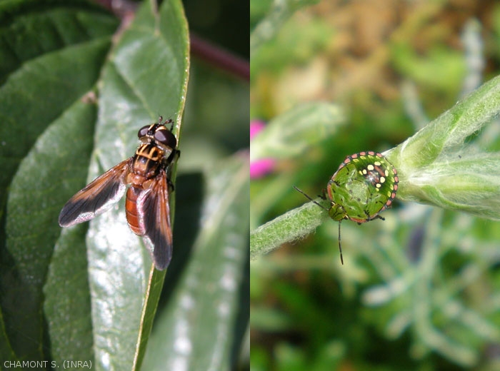 http://ephytia.inra.fr/fr/I/35692/trichopoda-nezara.jpg