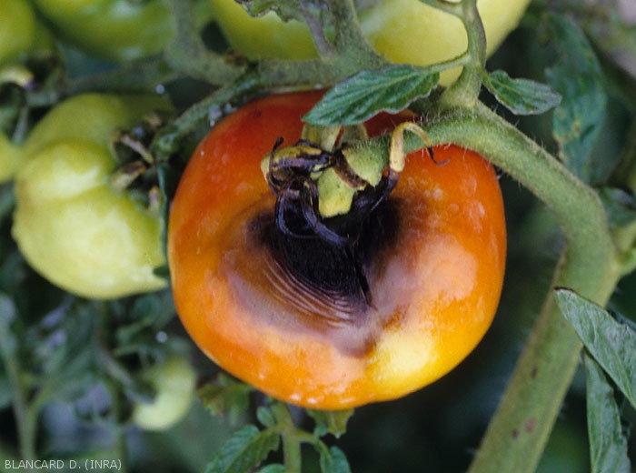 Après avoir envahi les sépales et le pédoncule, <i><b>Alternaria tomatophila</b></i> colonise ce fruit et provoque une altération circulaire brune à noire et déprimée (alternariose, early blight)
