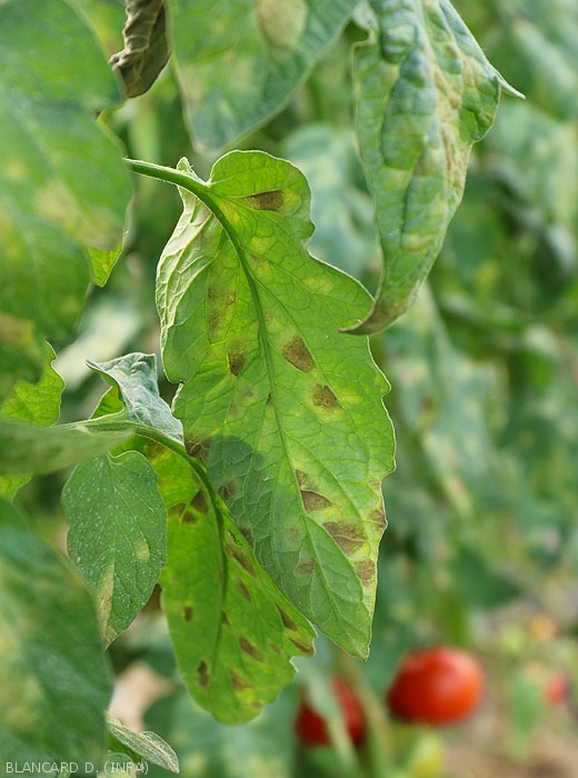 Aspect des taches provoquées par <i><b>Passalora fulva</b></i> et observées par transparence à la face inférieure des folioles. (<i>Mycovellosiella fulva</i> ou <i>Fulvia fulva</i>) (cladosporiose, leaf mold)