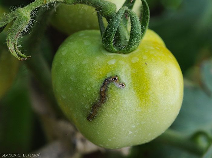 Plant fly Ninja - Mouches végétales - Mouches tristes