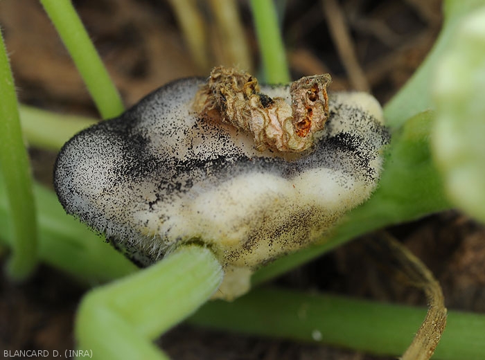 Jeune fruit de patisson entièrement pourri par <i><b>Choanephora cucurbitarum</b></i>. Les tissus altérés se décomposent  progressivement et sont recouverts par une moisissure noire en "tête d'épingle". (pourriture à Choanephora, cucurbit flower blight)